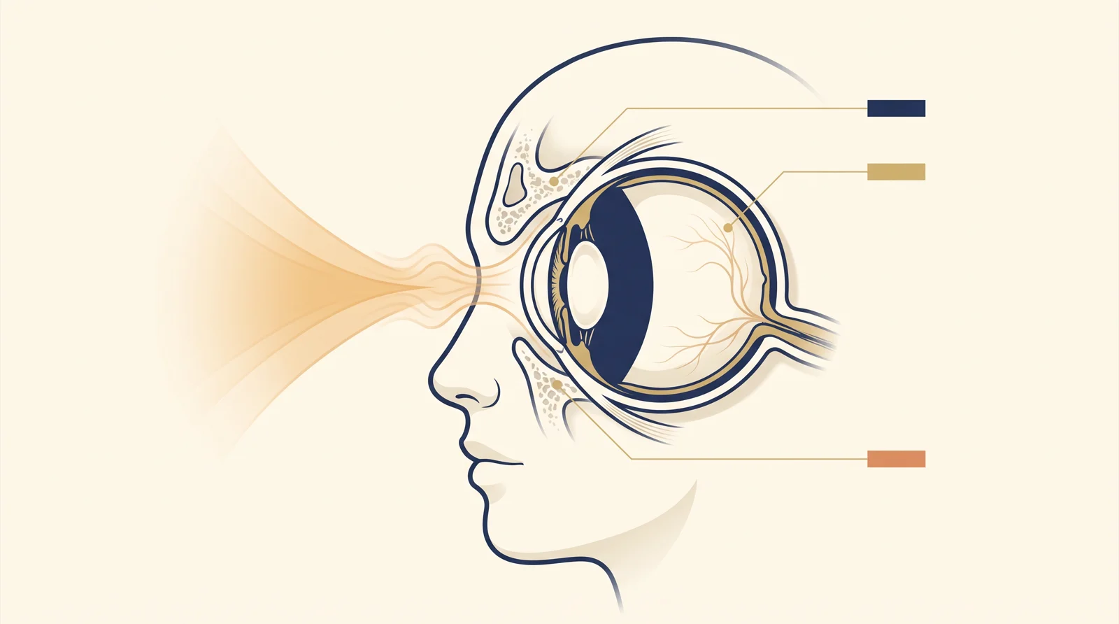 Ilustração clínica de perfil facial com olho em corte anatômico, arco de impacto suave e linhas que mostram estruturas da superfície, órbita e retina.