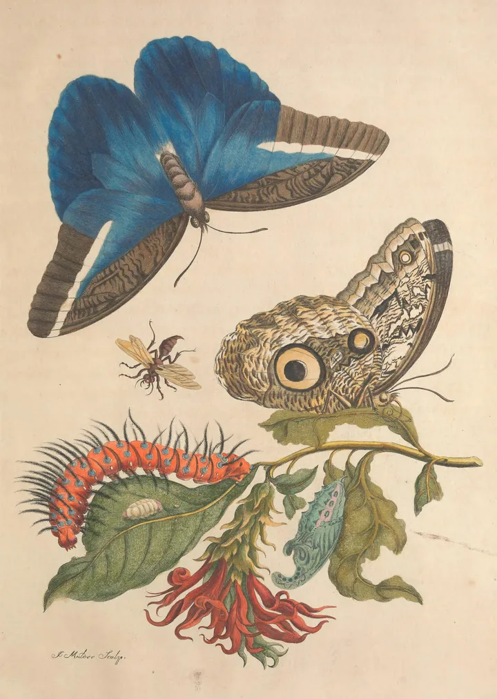 Maria Sibylla Merian, prancha 60 de Metamorphosis insectorum Surinamensium, 1705: uma borboleta azul de asas abertas e uma borboleta-coruja com duas grandes manchas que lembram olhos, sobre um ramo de flores vermelhas e uma lagarta, no papel claro.